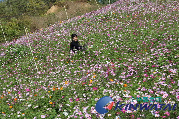 金華泰小伙富力南花海風(fēng)景游玩圖